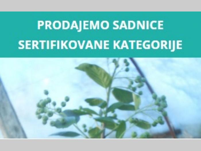 rasadnik milutovac besplatni mali oglasi