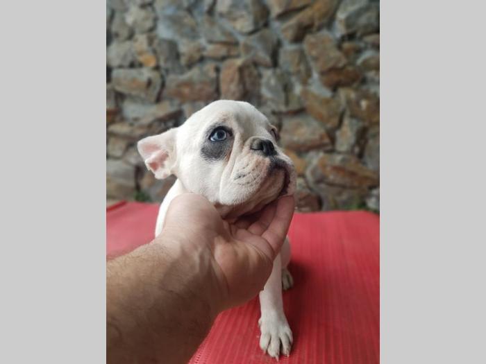 francuski buldog besplatni mali oglasi