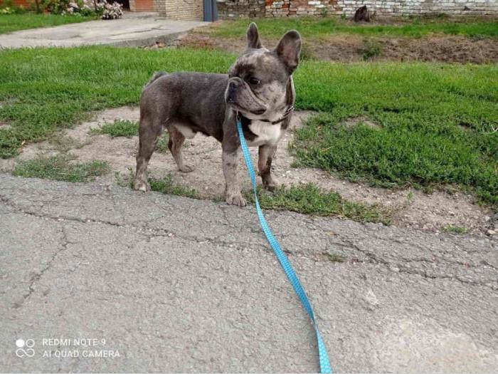 blue merle mužjak francuskog buldoga parenje besplatni mali oglasi