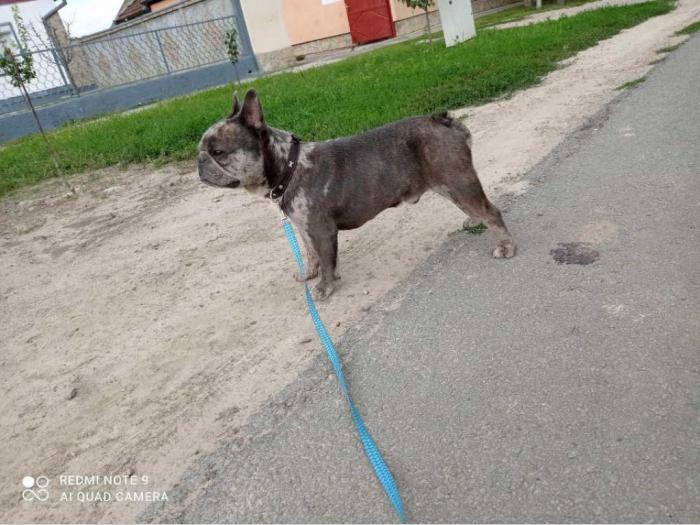 blue merle mužjak francuskog buldoga parenje besplatni mali oglasi