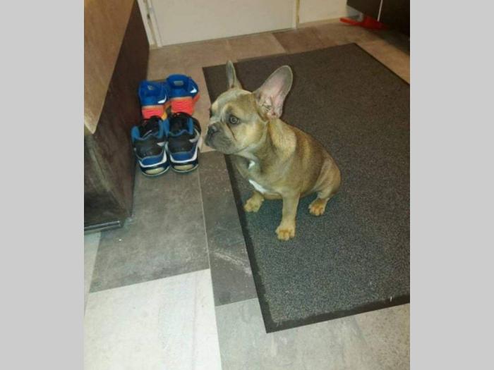 francuski buldog štenci besplatni mali oglasi