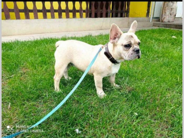 francuski buldog štenci besplatni mali oglasi