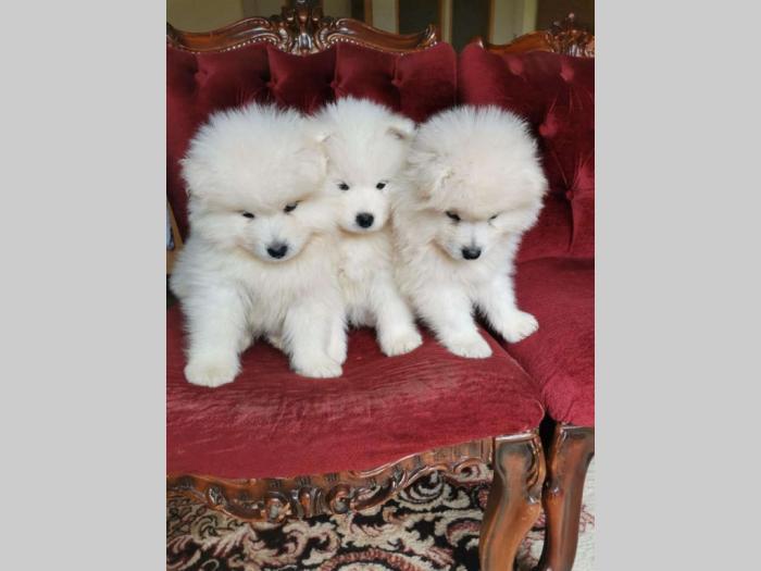 samojed štenci besplatni mali oglasi