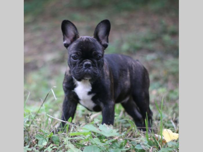 francuski buldog štenci besplatni mali oglasi