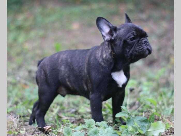francuski buldog štenci besplatni mali oglasi