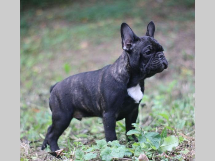 francuski buldog štenci besplatni mali oglasi