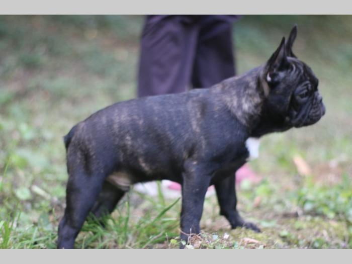 francuski buldog štenci besplatni mali oglasi