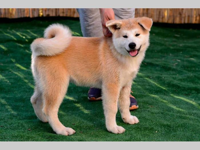 japanska akita štenci besplatni mali oglasi
