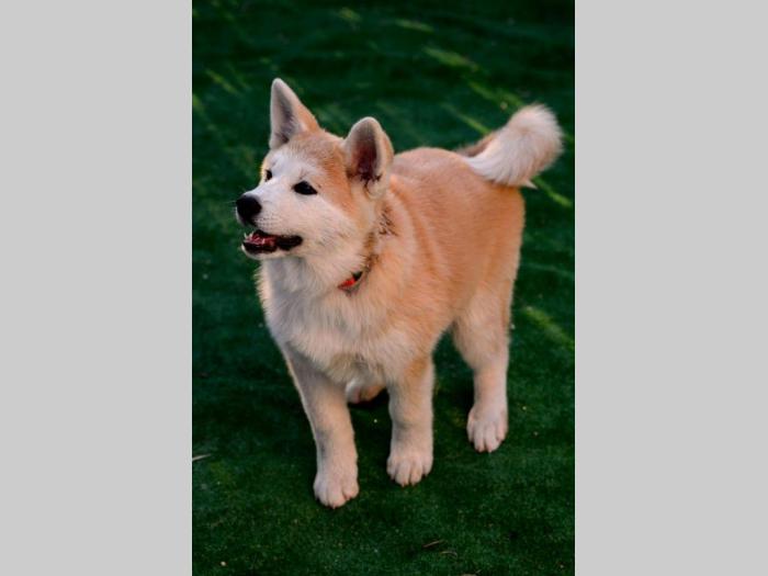 japanska akita štenci besplatni mali oglasi