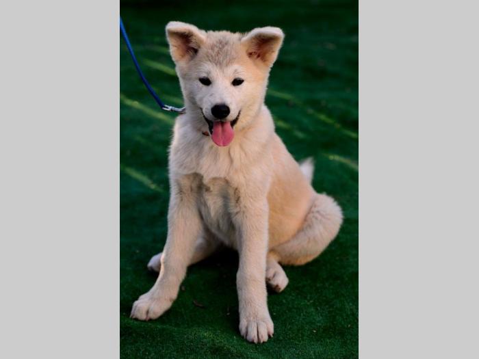 japanska akita štenci besplatni mali oglasi