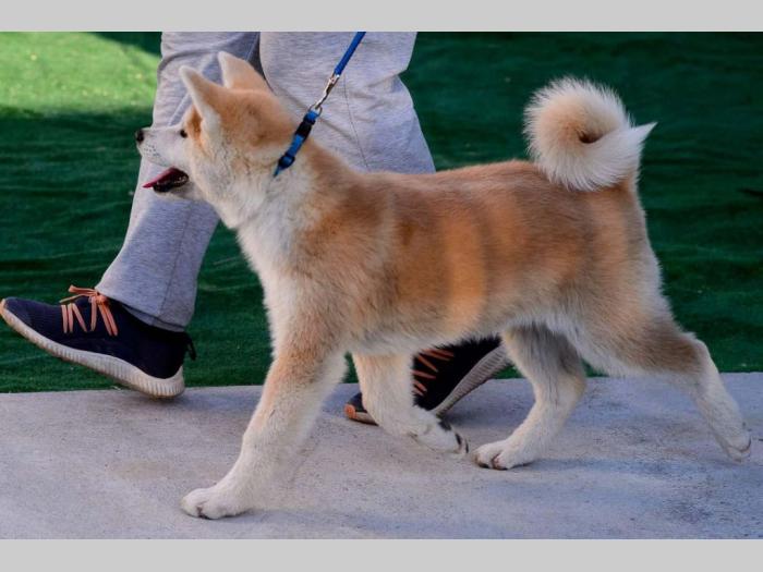 japanska akita štenci besplatni mali oglasi