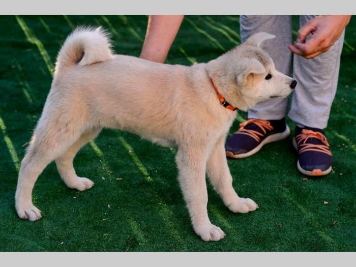 japanska akita štenci besplatni mali oglasi