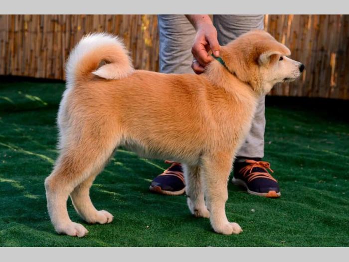 japanska akita štenci besplatni mali oglasi