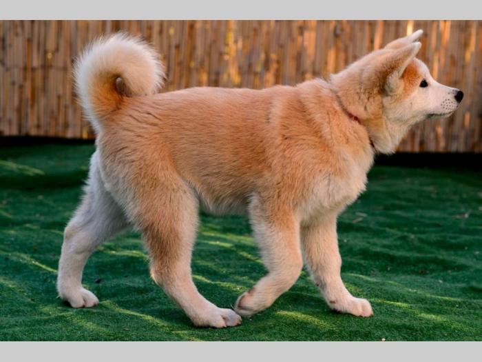 japanska akita štenci besplatni mali oglasi