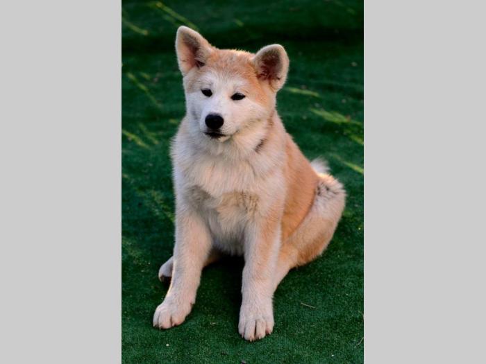 japanska akita štenci besplatni mali oglasi