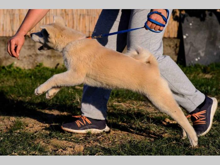 japanska akita štenci besplatni mali oglasi