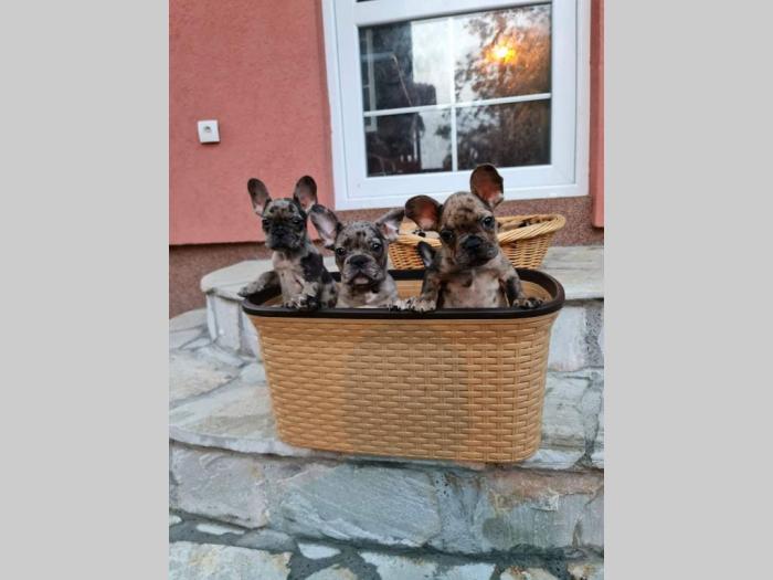 francuski buldug štenci besplatni mali oglasi