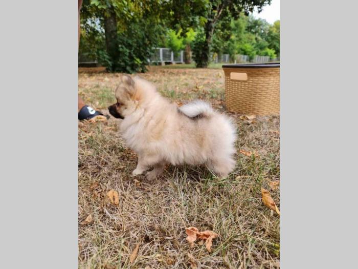 pomeranci štenci besplatni mali oglasi