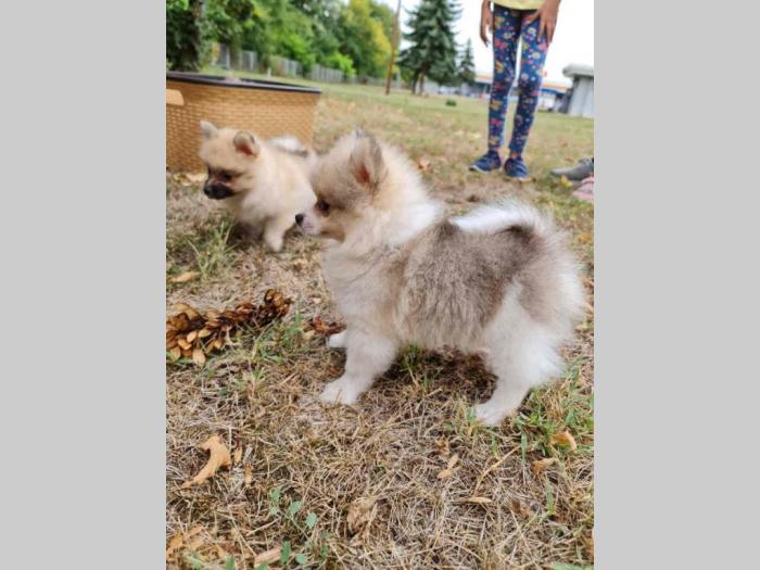pomeranci štenci besplatni mali oglasi