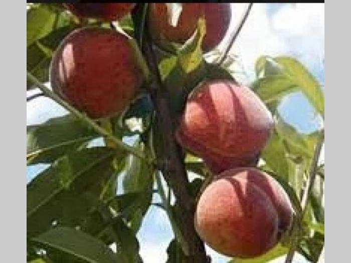 vocne sadnice i lozni kalemovi besplatni mali oglasi