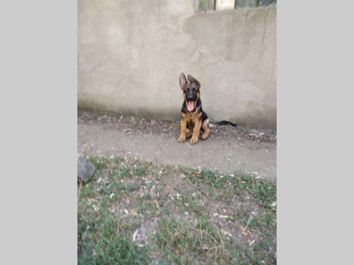 nemački ovčar štenci besplatni mali oglasi