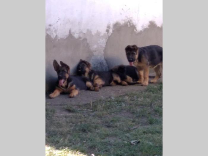 nemački ovčar štenci besplatni mali oglasi