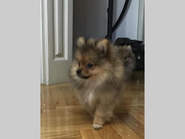 pomeranac bo štenci besplatni mali oglasi