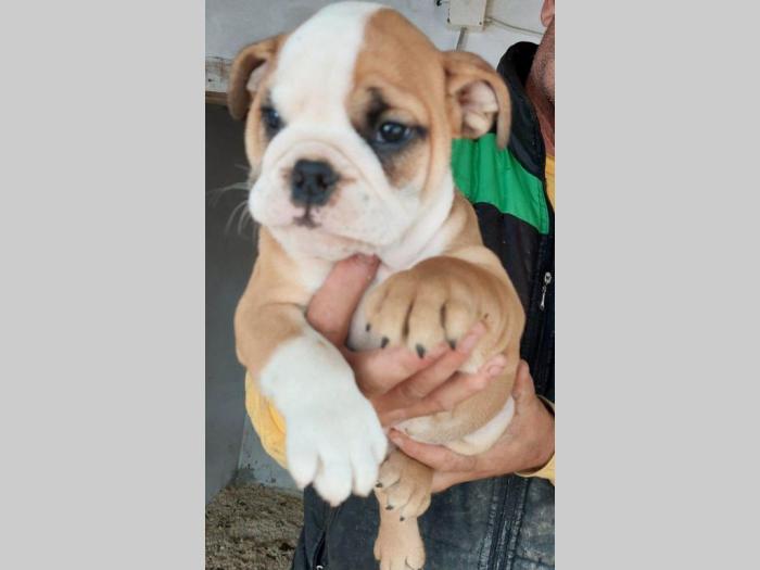 engleski buldog štenci besplatni mali oglasi