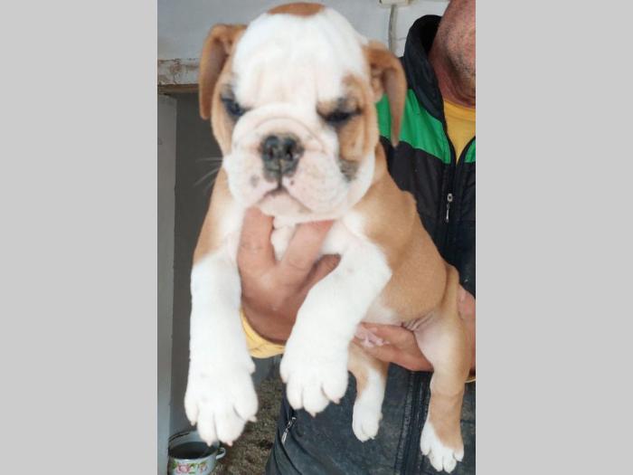 engleski buldog štenci besplatni mali oglasi