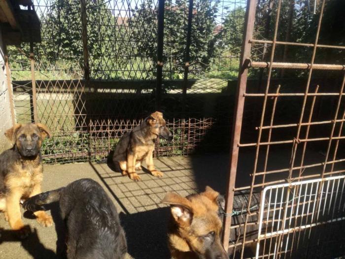 nemački ovčar prodaja besplatni mali oglasi