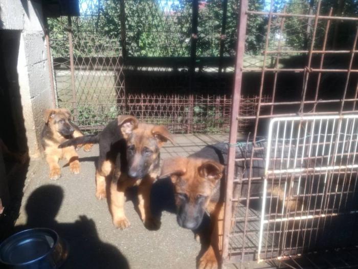 nemački ovčar prodaja besplatni mali oglasi