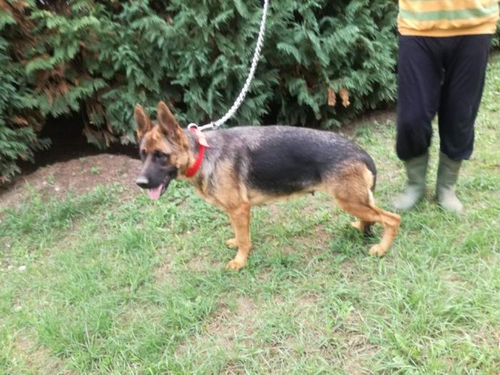 nemački ovčar prodaja besplatni mali oglasi