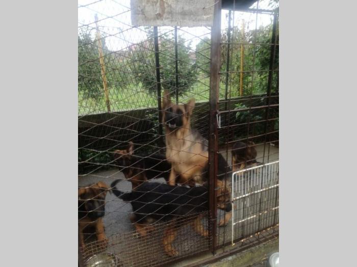 nemački ovčar prodaja besplatni mali oglasi