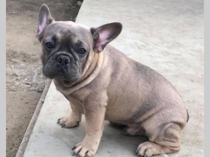 blue fawn francuski buldog besplatni mali oglasi