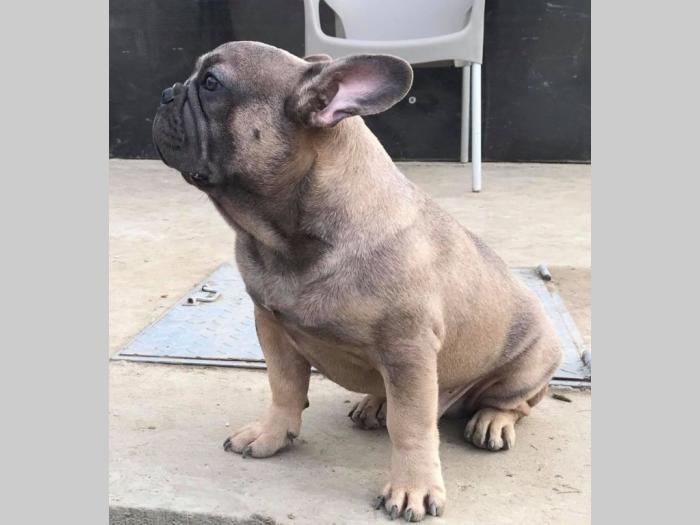 blue fawn francuski buldog besplatni mali oglasi
