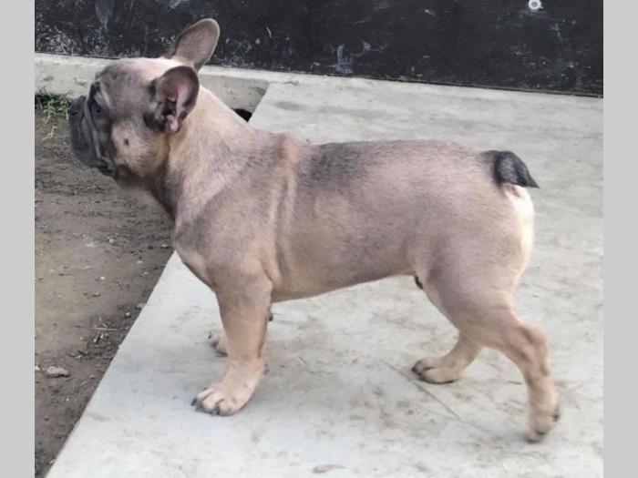 blue fawn francuski buldog besplatni mali oglasi