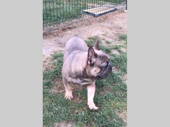 blue fawn francuski buldog besplatni mali oglasi