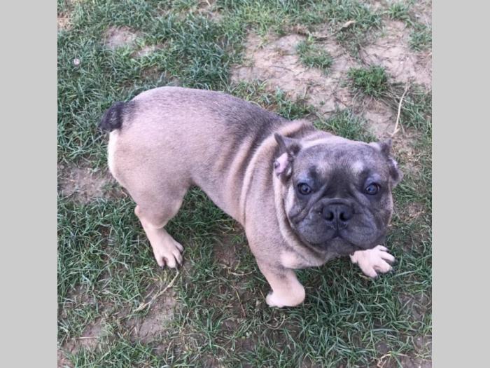 blue fawn francuski buldog besplatni mali oglasi
