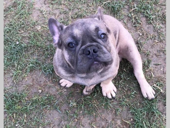 blue fawn francuski buldog besplatni mali oglasi