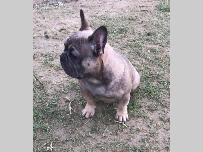 blue fawn francuski buldog besplatni mali oglasi