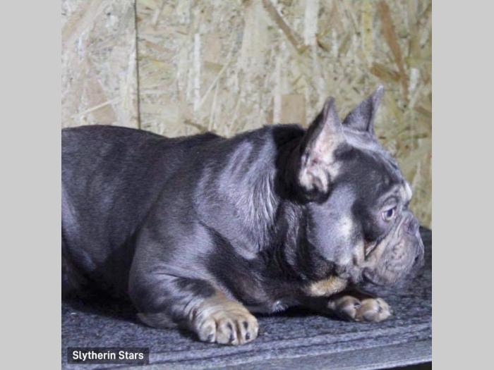 lilac tan francuski buldog parenje besplatni mali oglasi