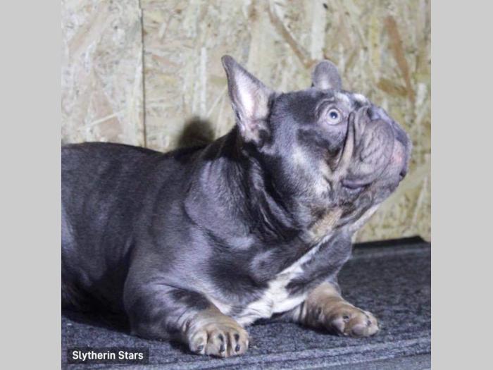 lilac tan francuski buldog parenje besplatni mali oglasi