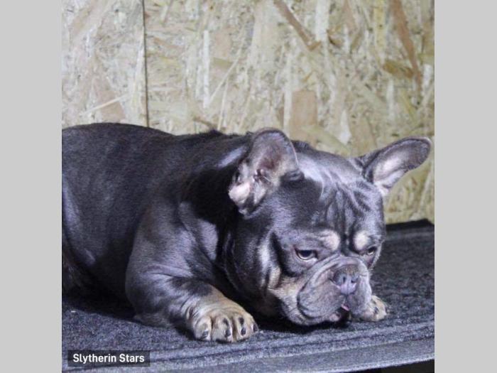 lilac tan francuski buldog parenje besplatni mali oglasi