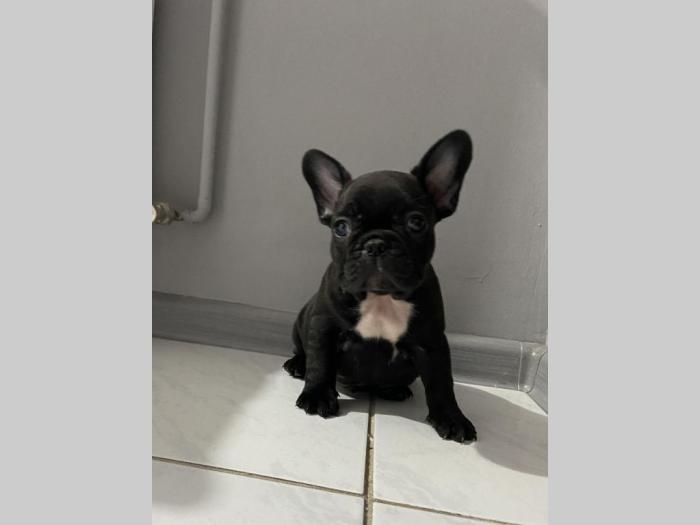 francuski buldog muško štene besplatni mali oglasi
