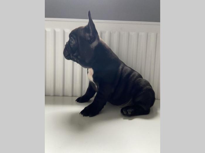 francuski buldog muško štene besplatni mali oglasi