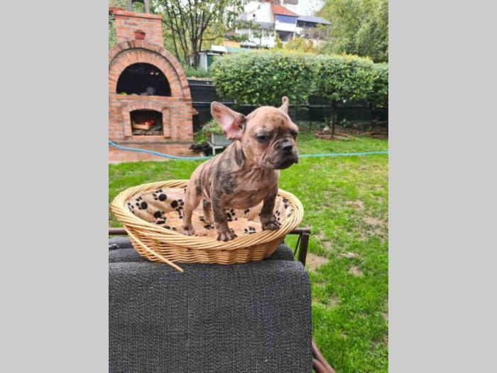 francuski buldog merle besplatni mali oglasi