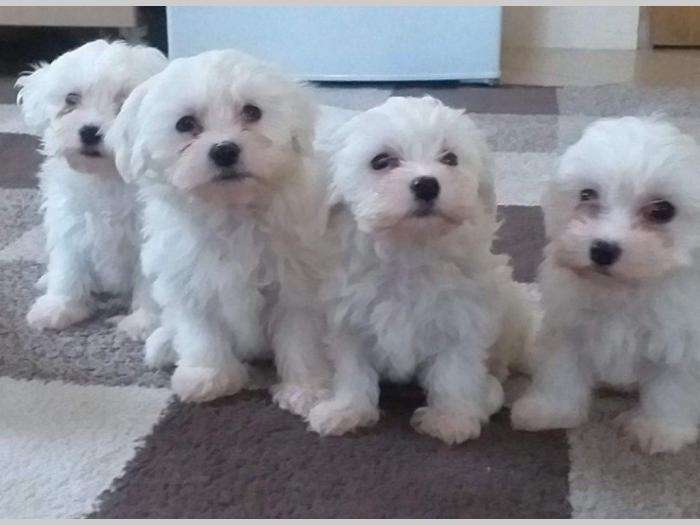 štenci mini maltezera besplatni mali oglasi