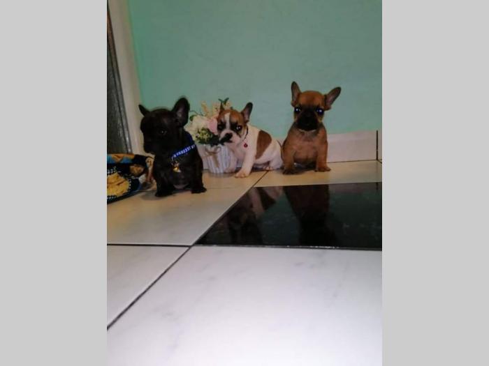 francuski buldog besplatni mali oglasi