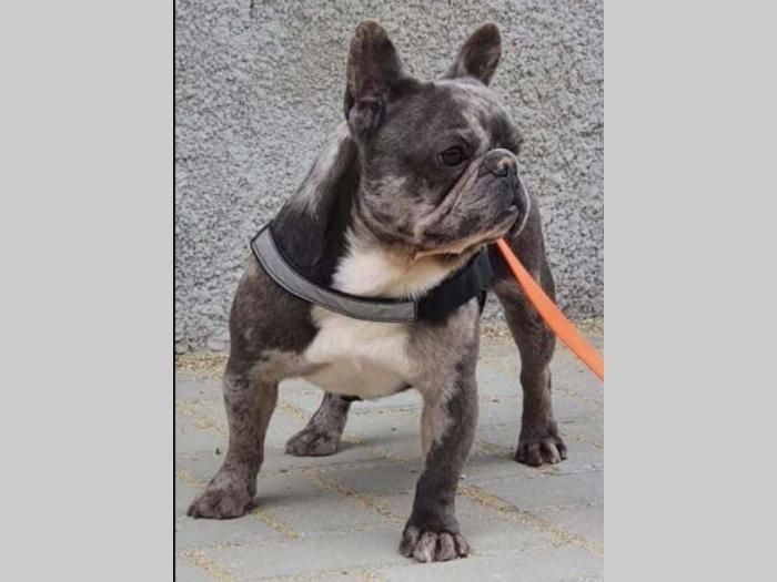 francuski buldog besplatni mali oglasi