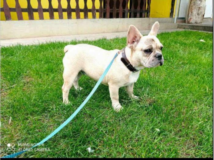 francuski buldog besplatni mali oglasi